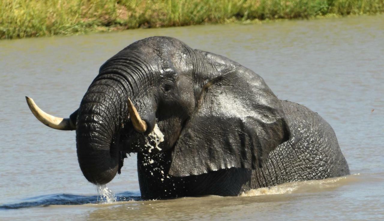 Bona Ngwenya Lodge & Safaris Марлот-Парк Экстерьер фото