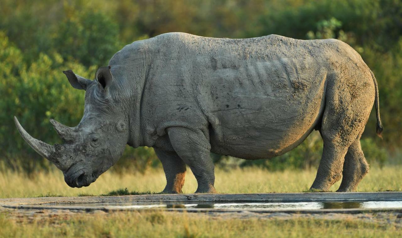 Bona Ngwenya Lodge & Safaris Марлот-Парк Экстерьер фото