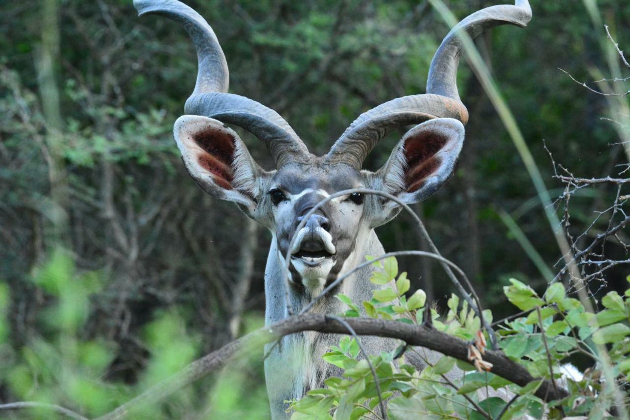 Bona Ngwenya Lodge & Safaris Марлот-Парк Экстерьер фото