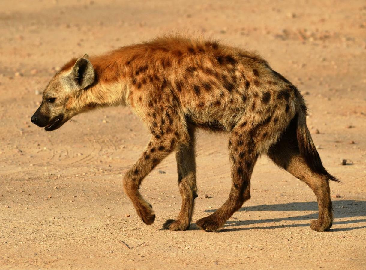 Bona Ngwenya Lodge & Safaris Марлот-Парк Экстерьер фото