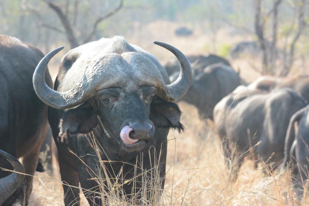 Bona Ngwenya Lodge & Safaris Марлот-Парк Экстерьер фото